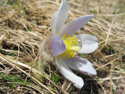 Pulsatilla vernalis