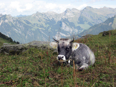 Mountain agriculture